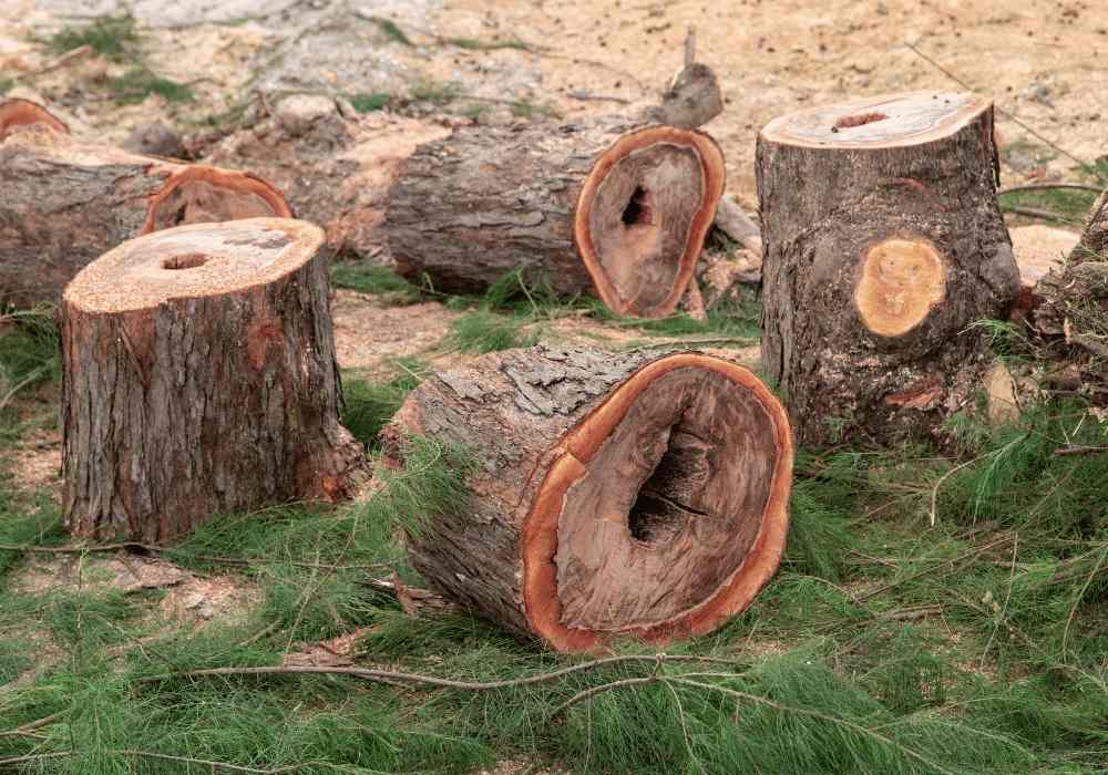 Eco-Friendliness as Why Fatwood is Used As a Fire Starter
