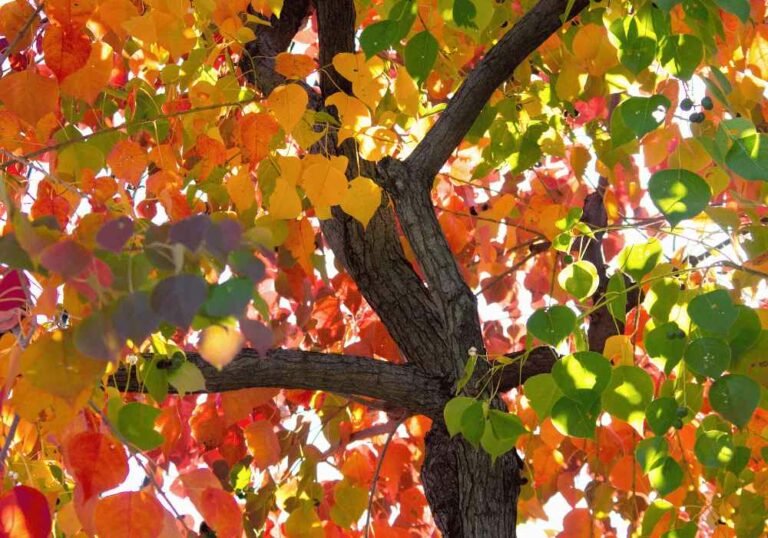 Is the Chinese Tallow Tree Good for Firewood? Go In The Wilderness