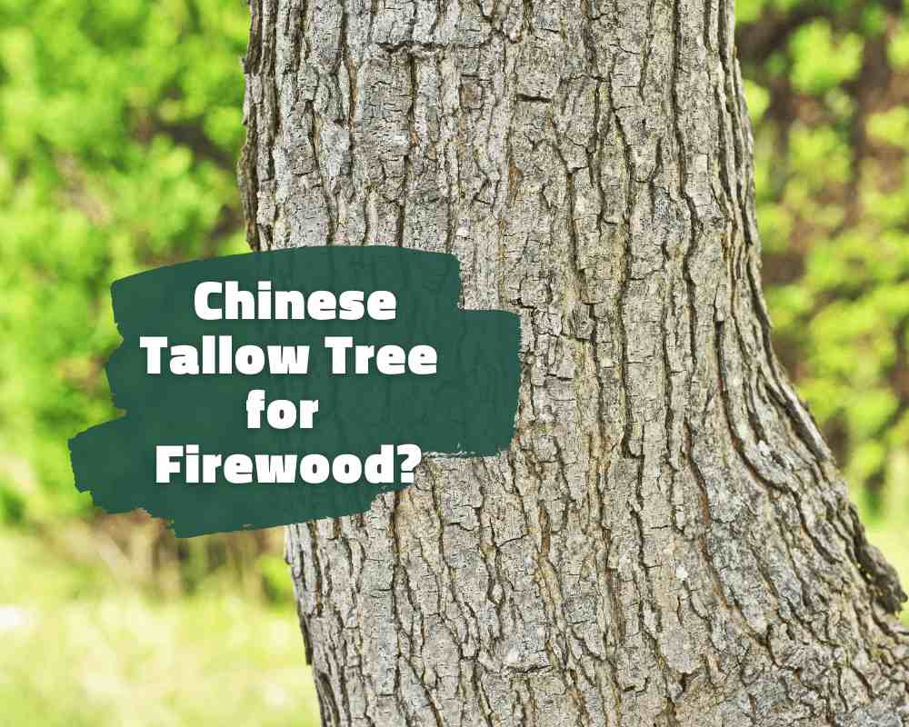 Is the Chinese Tallow Tree Good for Firewood?
